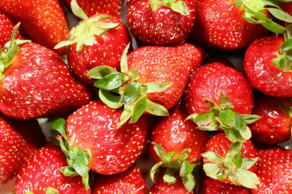 Ripe red strawberries growing on tiered shelves under LED lights in an indoor smart farm